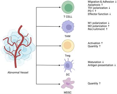 Targeting vascular normalization: a promising strategy to improve immune–vascular crosstalk in cancer immunotherapy